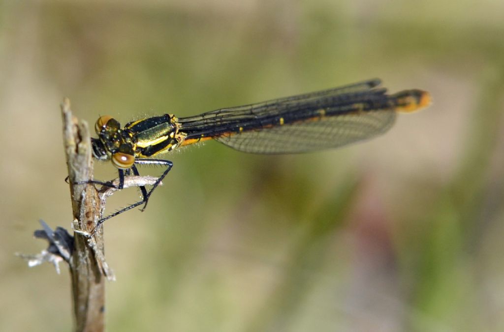 Pyrrhosoma nymphula forma melanotum (Coenagronidae)